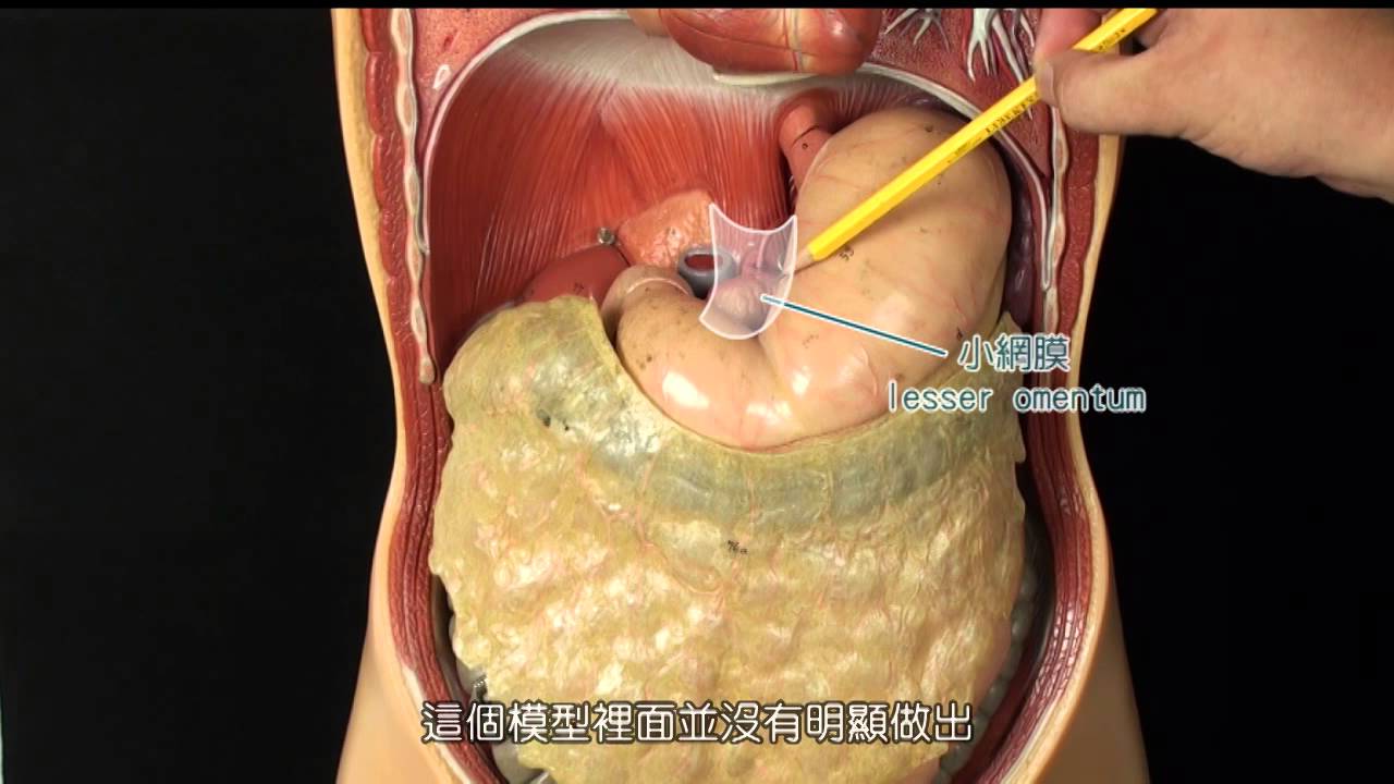 腹膜
