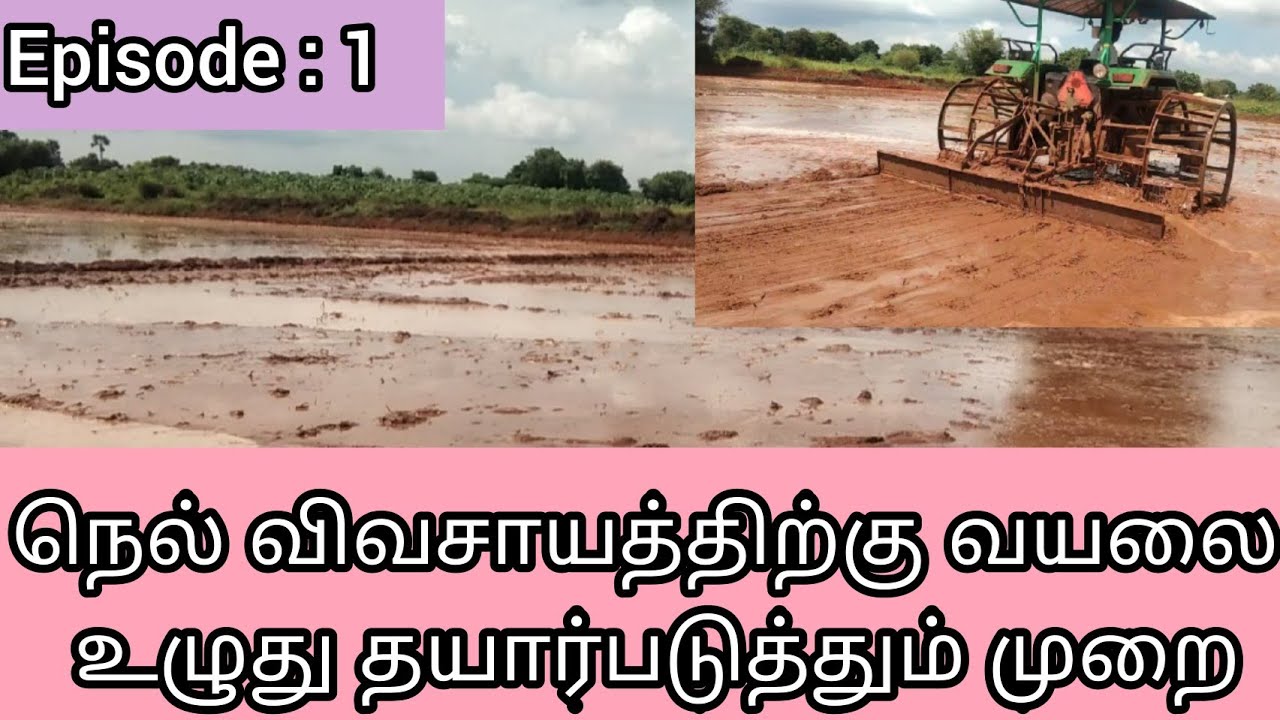 நெல் விவசாயத்திற்கு நிலத்தை உழுது தயார் செய்வது எப்படி? | Land preparation for Rice Cultivation