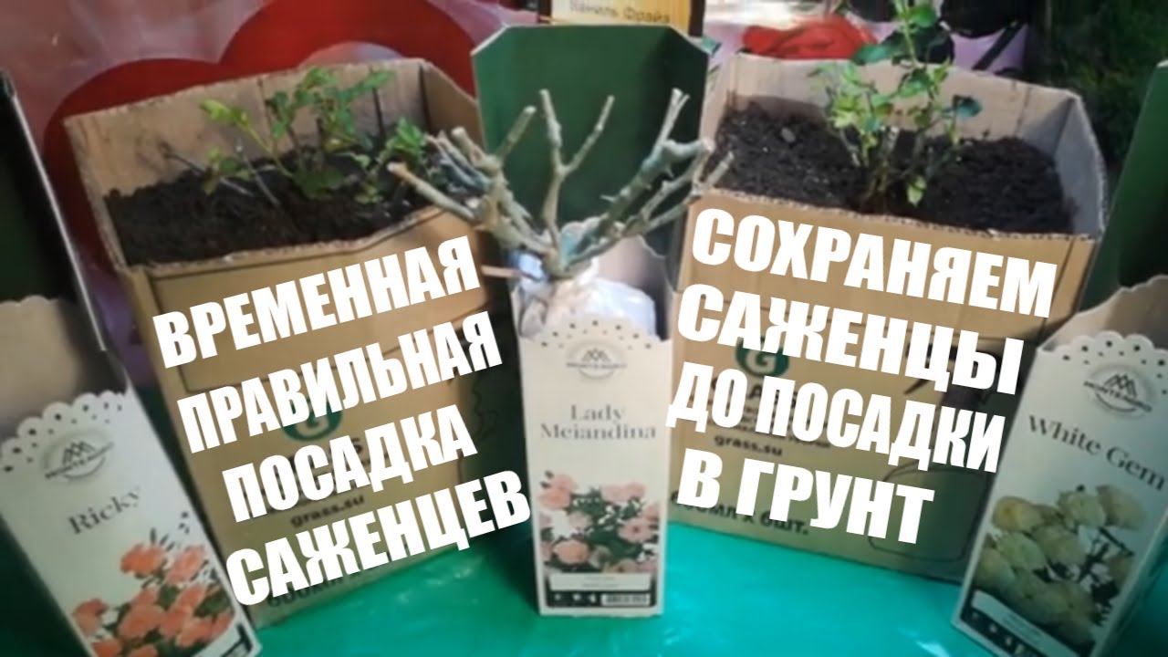 РАННЕЕ ПРОБУЖДЕНИЕ  КУПЛЕННЫХ САЖЕНЦЕВ. КАК СОХРАНИТЬ САЖЕНЦЫ ДО ВЫСАДКИ В ОТКРЫТЫЙ ГРУНТ.