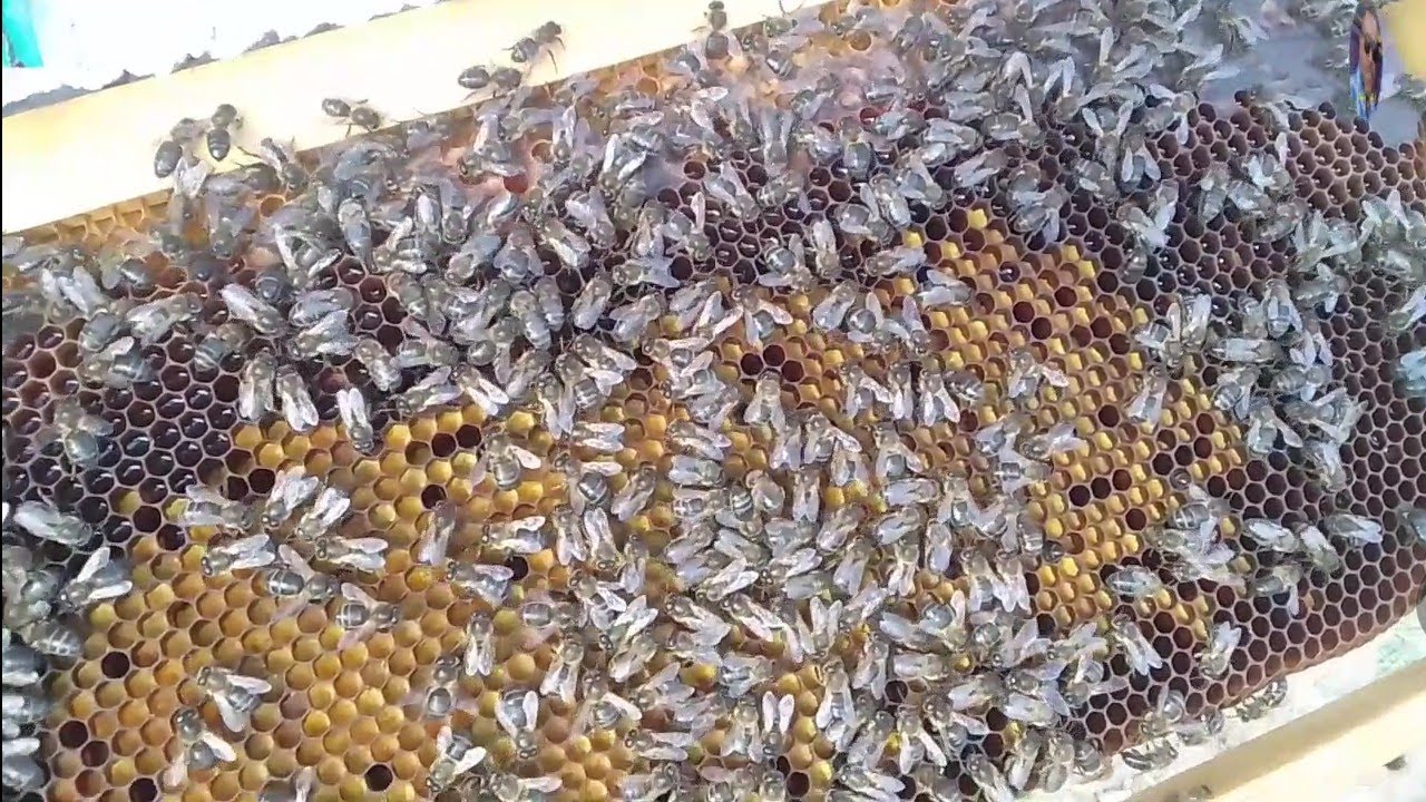 ماذا نقدم للنحل كتغدية في هذا الوقت من السنة 