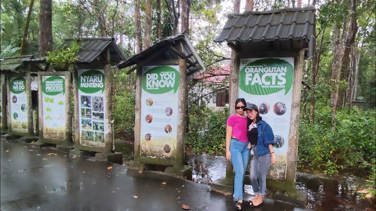 Permata Tersembunyi Hutan Hujan Kalimantan. Perjalanan Ke Hutan Kota Nyaru Menteng Palangka Raya
