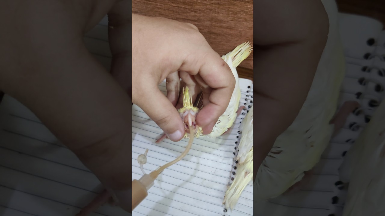 how to hand feeding cocktail baby chicks #cockatiel #cocktail #cocktails #parrot