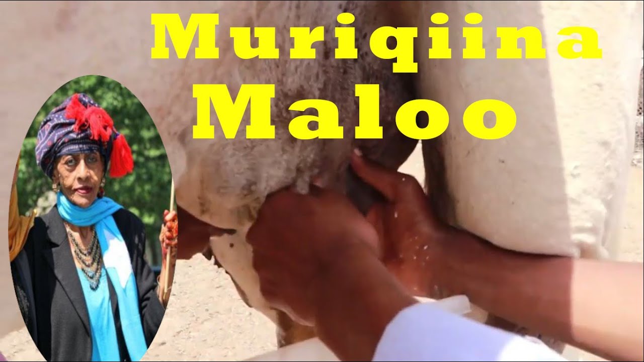 MURIQIINA MALOO | Daleeys | Hees Wadani ... Qarami  |  Official Lyrics Video