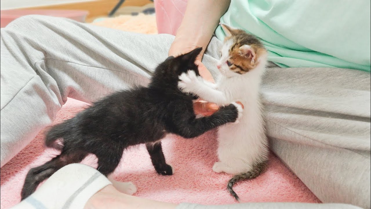 Grumpy Kitten Doesn't Want To Share Her Owner's Love with Another Kitten