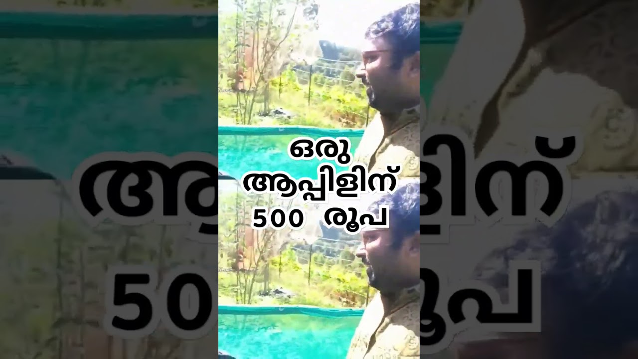 ഒരു ആപ്പിളിന് 500 രൂപ ആർക്കെങ്കിലും വേണോ ഫുൾ വീഡിയോ കണ്ടാൽ സ്ഥലം മനസിലാകും #apple #applefarm #travel