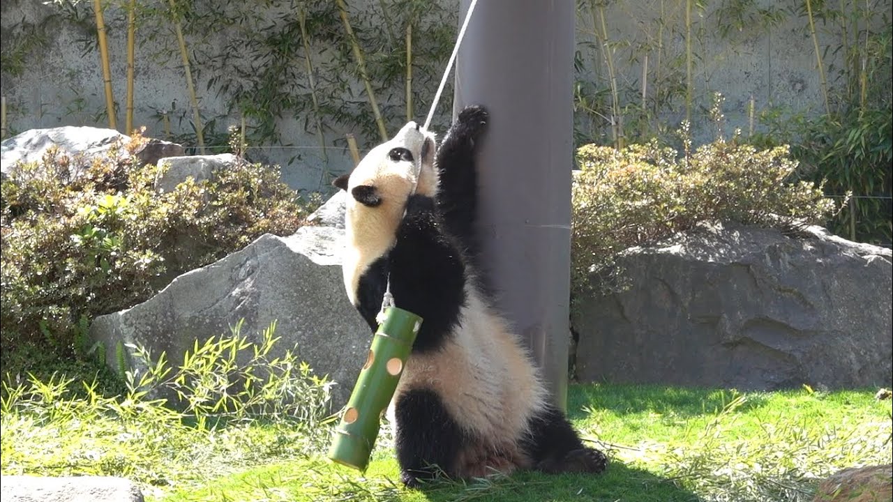 Panda🐼 a lot of fun with new toys🤣