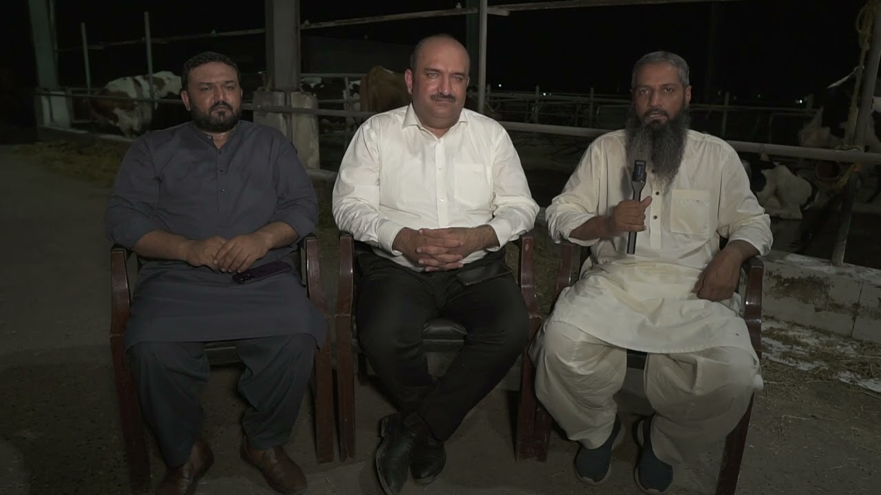 Brothers Farm Sheikhupura Dutch Cattle Shinning star