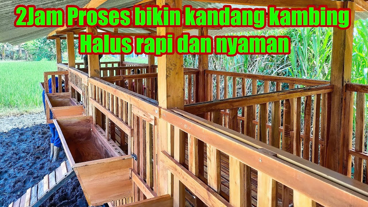 Butuh Waktu 2 jam untuk bikin kandang 1,6x10meter di Magetan Jawa timur