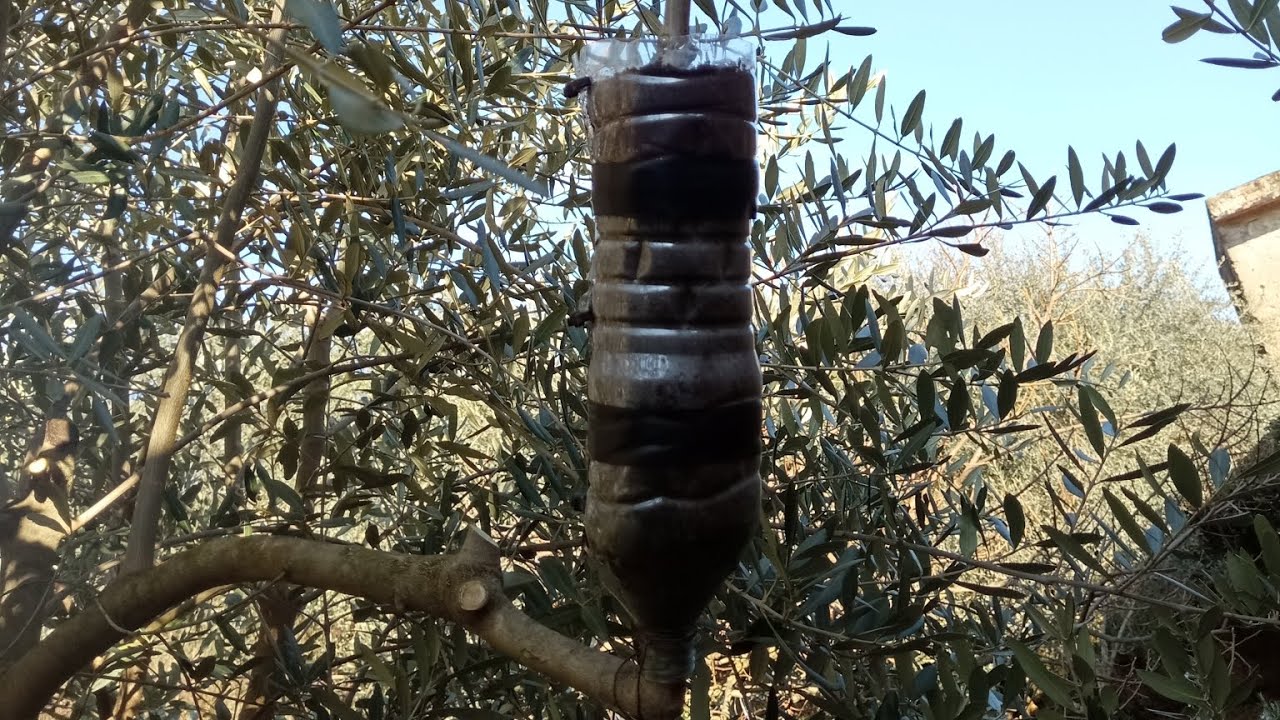 COME FARE UNA MARGOTTA AEREA SU ULIVO CON IL MIELE.....???🍯🍯🍯😉😉👋