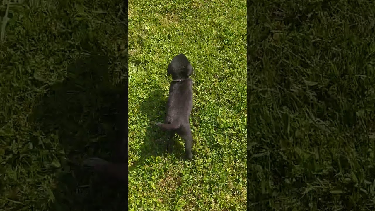 Famiglia di Labrador! Bellissimi
