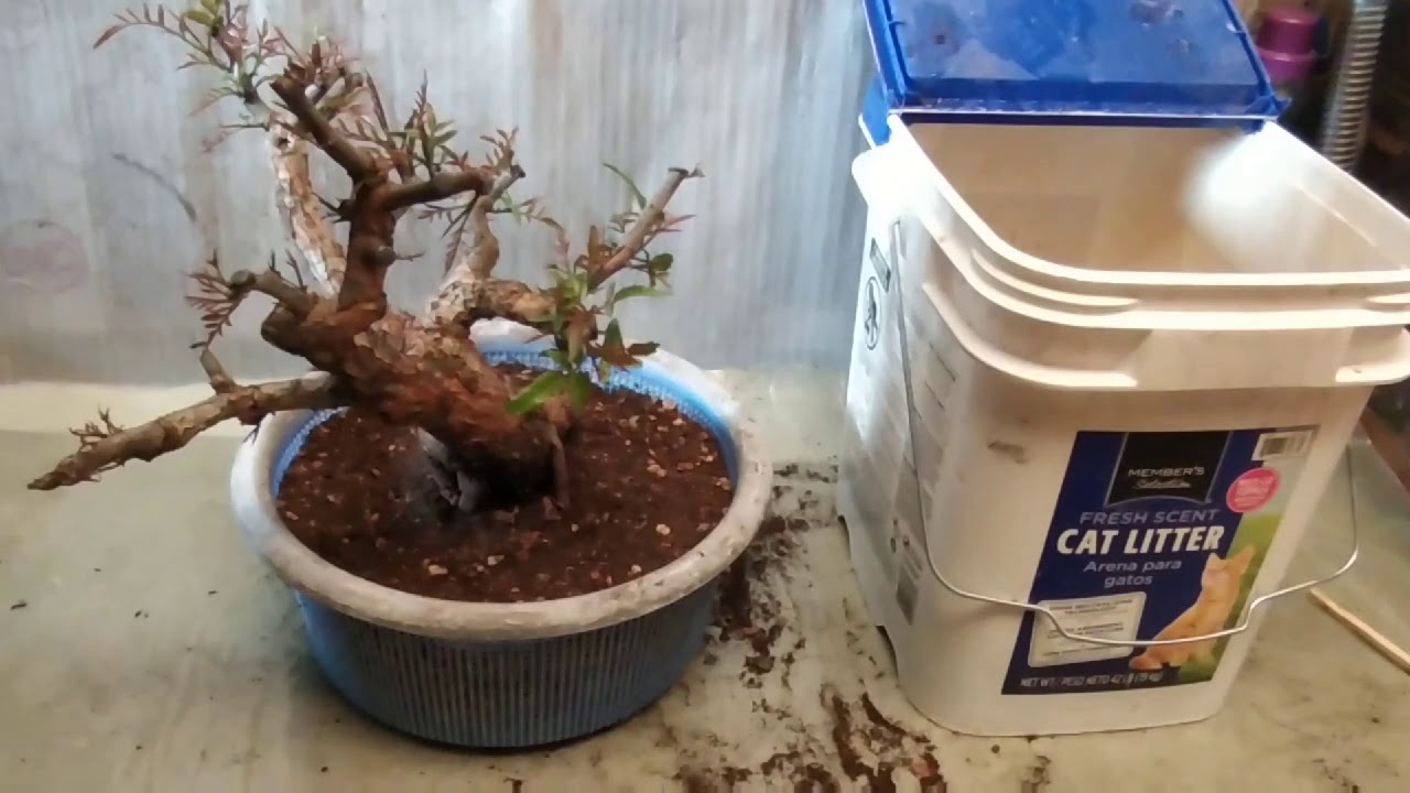Proyecto de estilo llor&oacute;n (Shidare Zukuri) con falso  pimiento