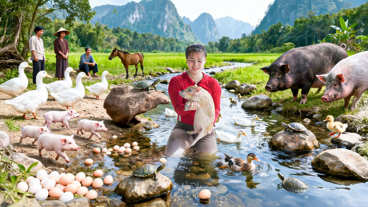 Using Horse Harvesting 500 Pigs, Chickens, and Ducks and Build Chicken Coop