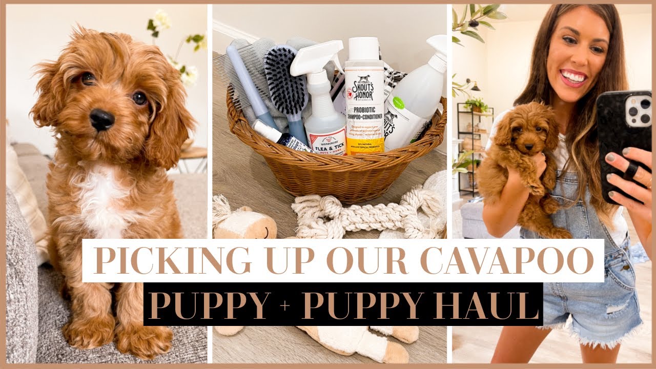 PICKING UP OUR NEW CAVAPOO PUPPY + NEW PUPPY ESSENTIALS HAUL