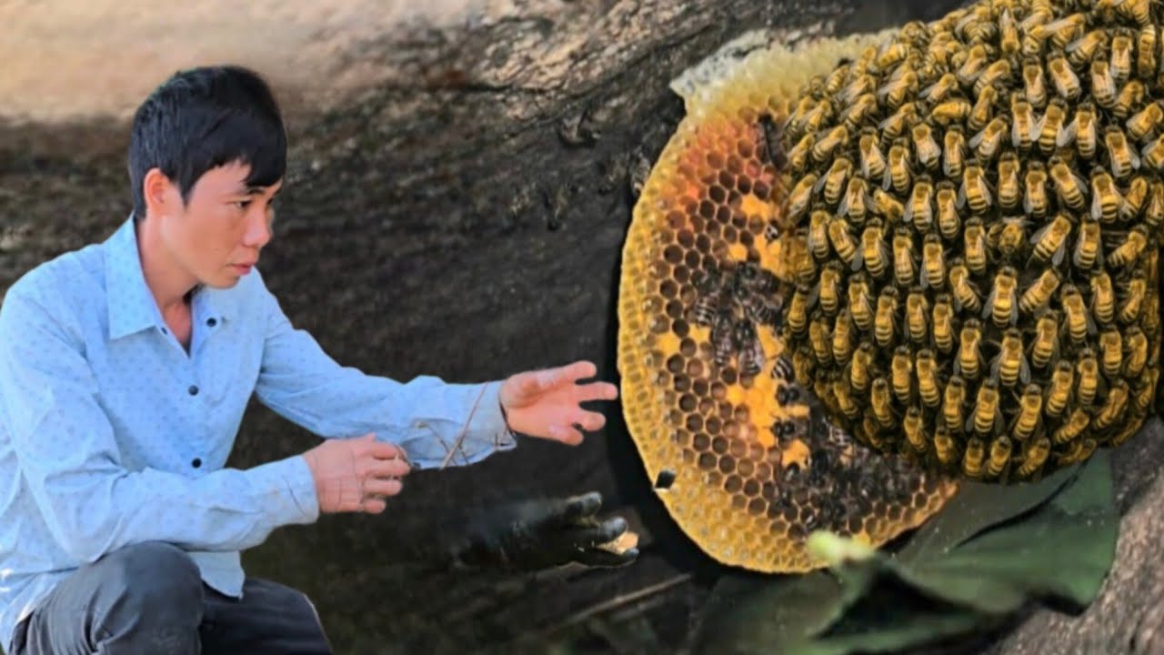life in the forest - find bamboo shoots and honey to eat