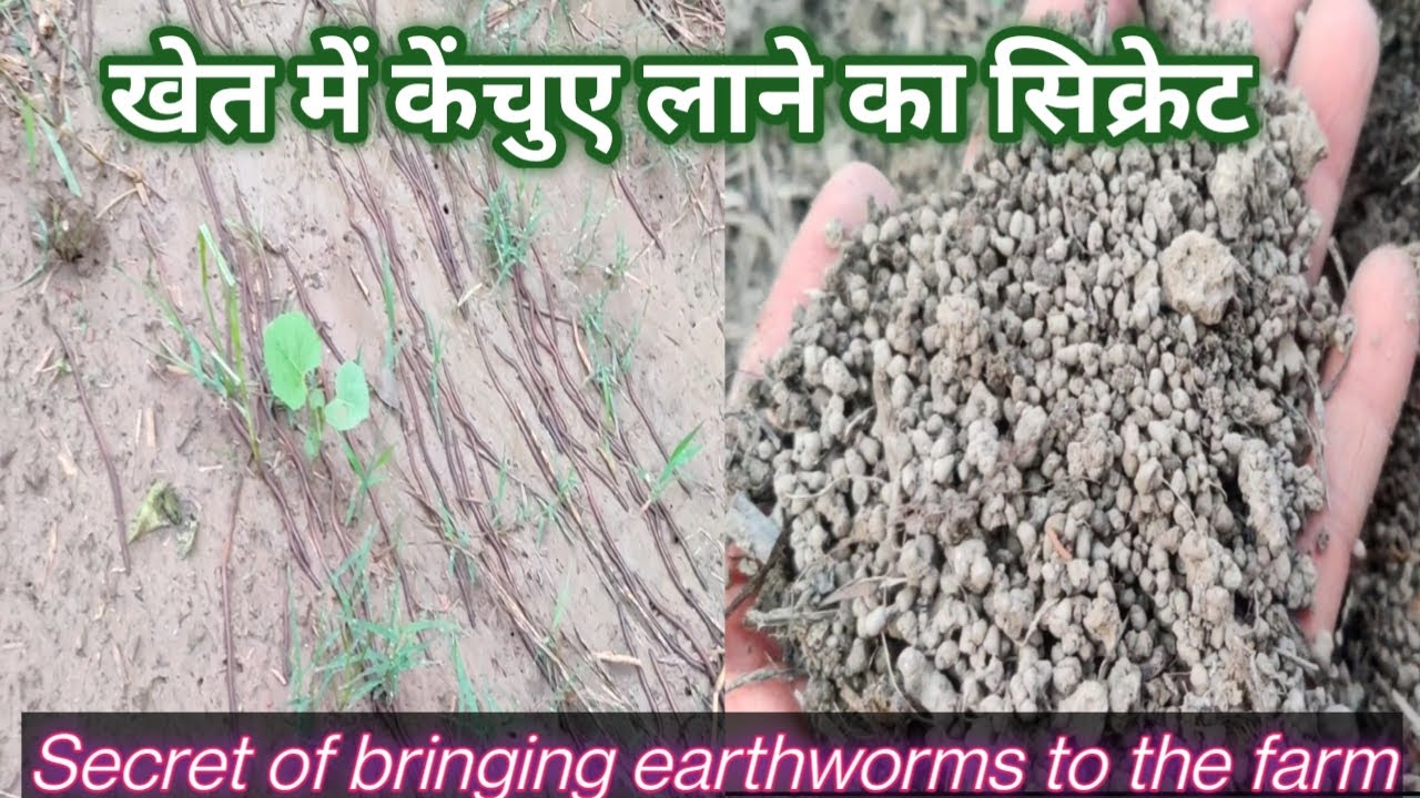 Secret of bringing earthworms to the farm।। खेत में केंचुए लाने का सीक्रेट।। #jangl_farming