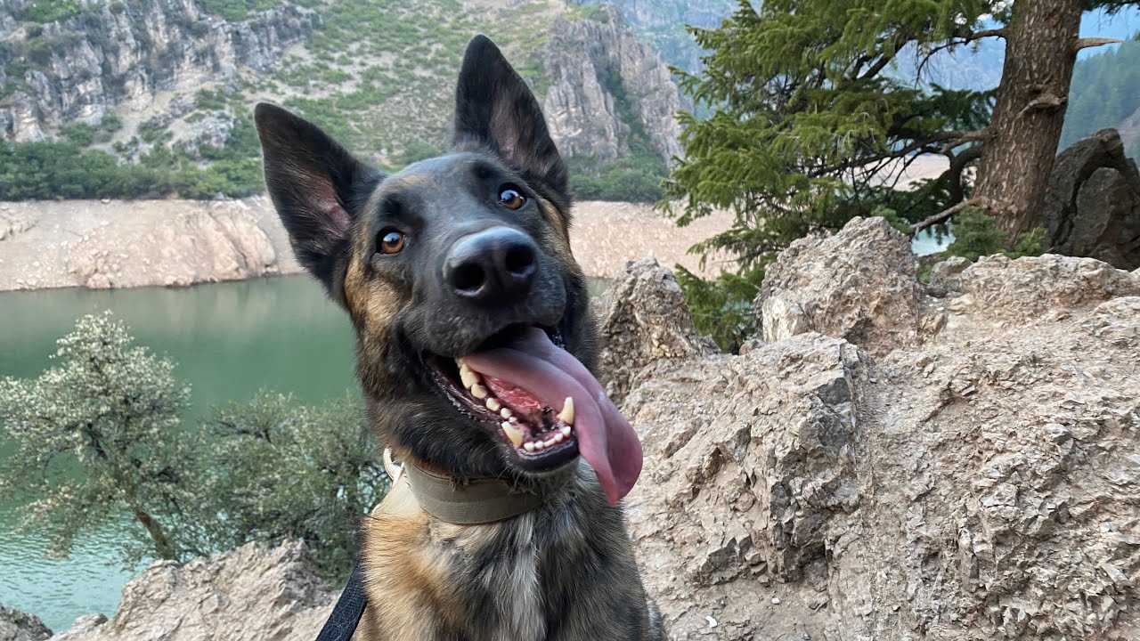 Walking Dutch Shepherd around Causey Reservoir, Utah