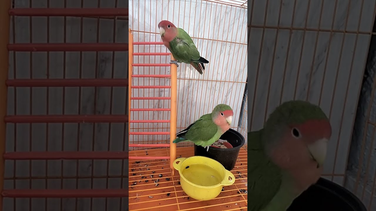 African Love Birds🐥 is live!