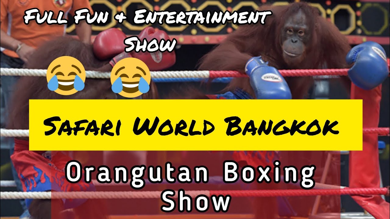 Orangutan Boxing Show. Full Funniest Entertainment. #safariworldbangkok #travelwithshafraz 😂😂❤