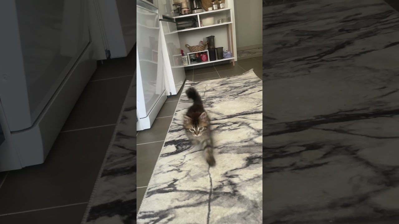 Mars mutlu #cat #kitten #catlover #cute #kitty #meow #chat #kedi #love #pets