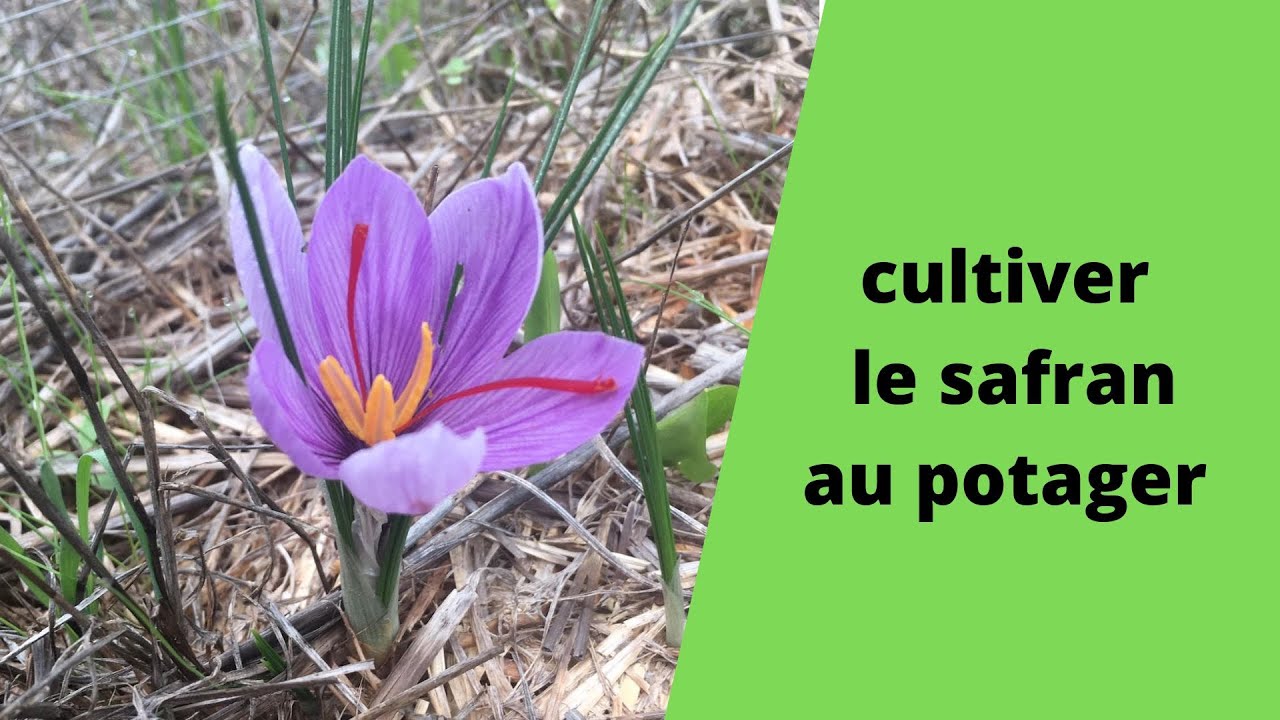 cultiver le safran au potager