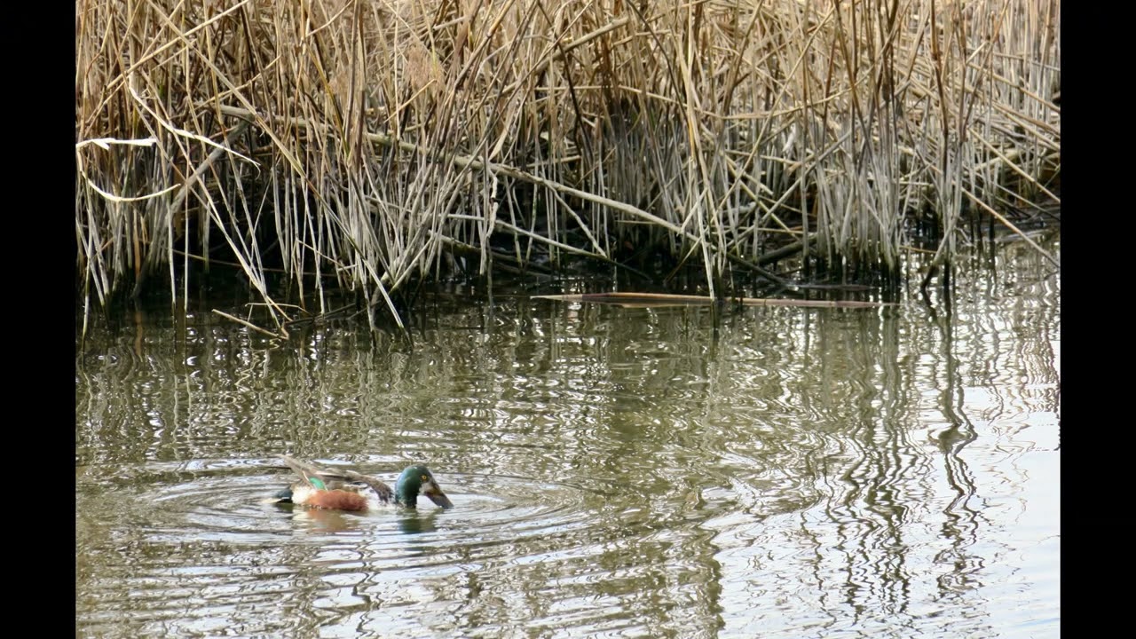 Canard souchet m&acirc;le et femelle