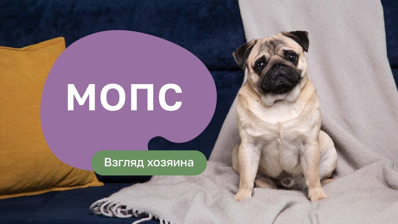 Мопс - все о породе, плюсы и минусы — шоу «Ожидание/реальность»