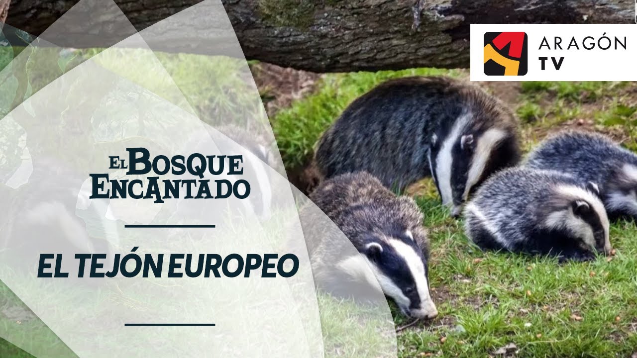El tejón europeo tiene un gran instinto de protección de la familia | CHOPOS CABECEROS DEL PANCRUDO