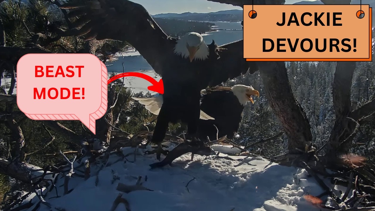 Shadow's Delivery + Jackie Goes WILD! 🐟 Watch Her Devour This Fish! | Big Bear Eagles