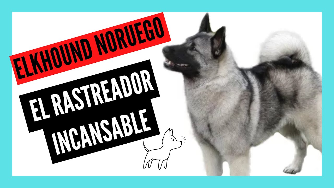 ELKHOUND NORUEGO: el CAZADOR DE ALCES NORUEGO | 5 Datos y 10 Curiosidades que quizá no conozcas