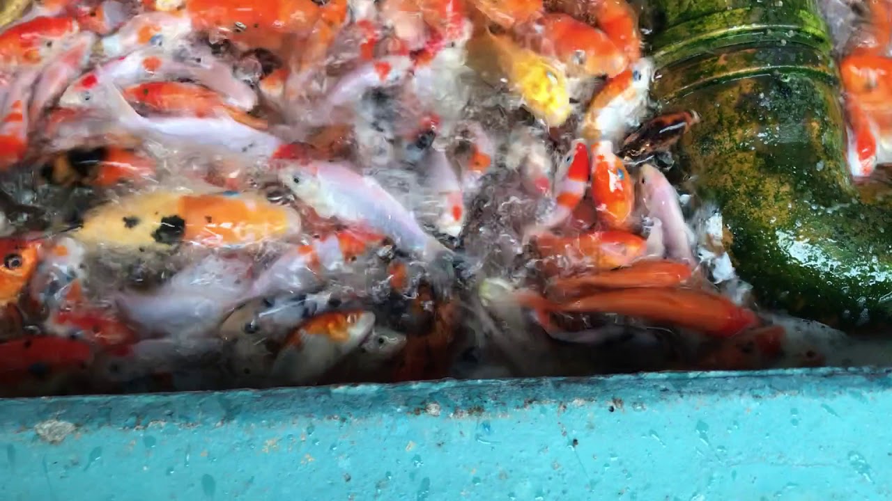 Koi Karpfen Fütterung bei Fischgut Primus