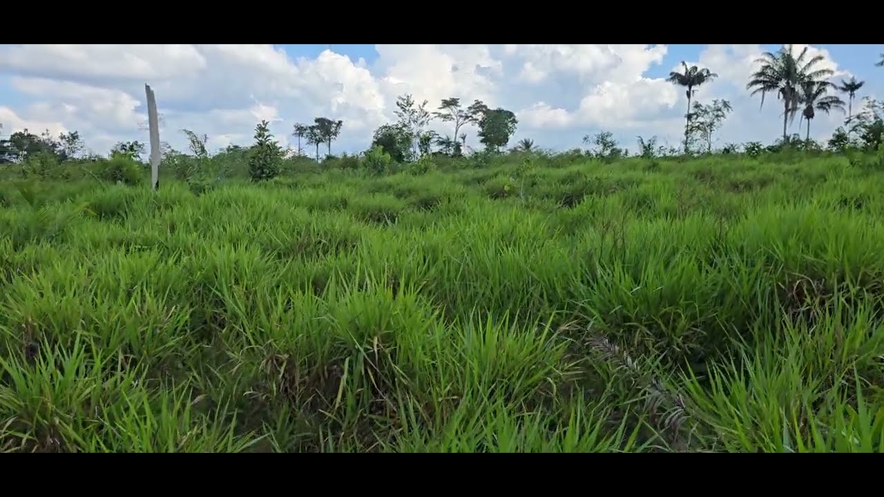 Valor do hectare formado em Roraima, falei umas verdades.