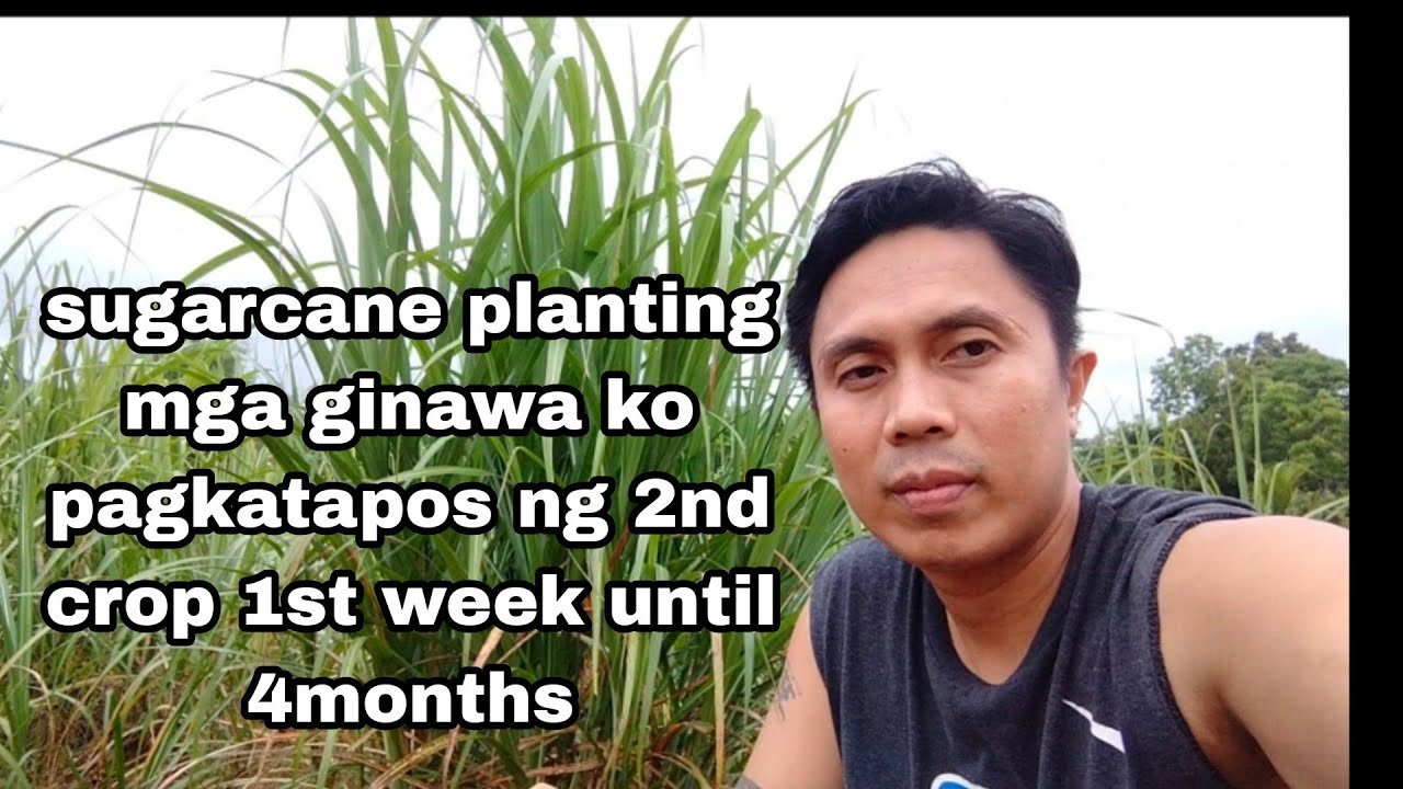 sugarcane planting || mga ginawa ko mula 1st week until 4 months