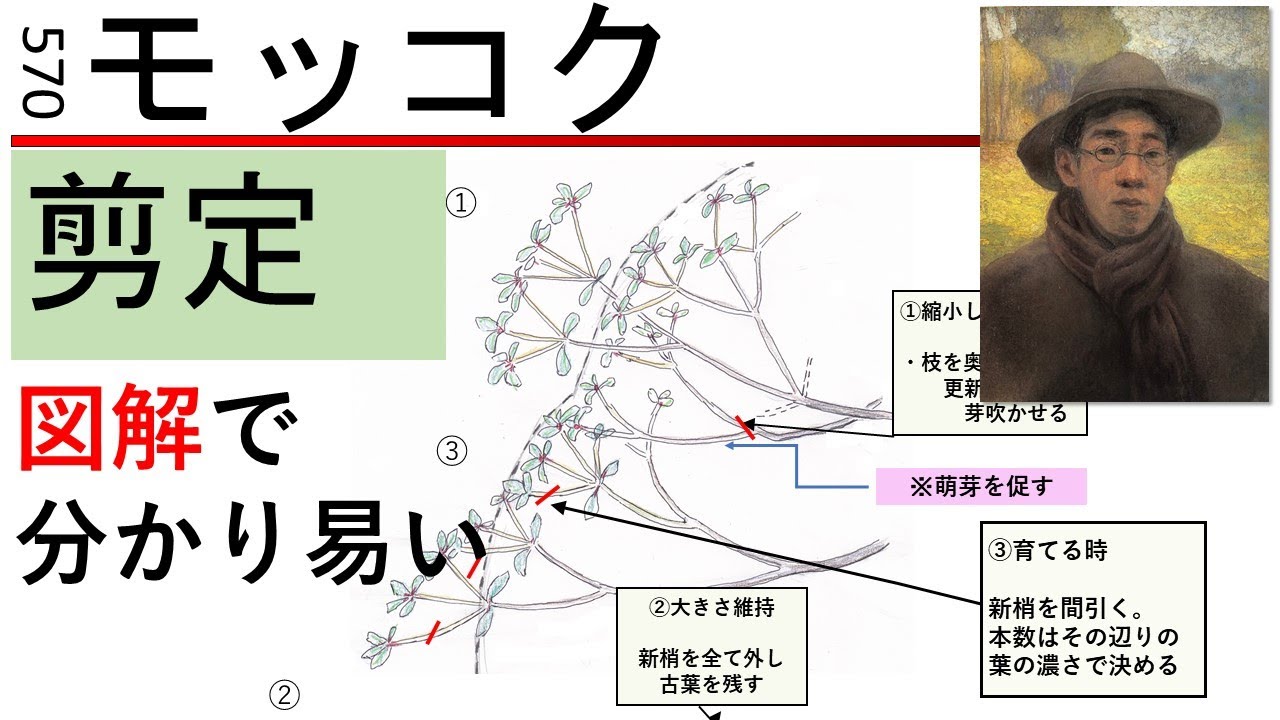 570　モッコクの剪定 1/2　Pruning 'Mokkoku' (Ternstroemia gymnanthera)　miki3