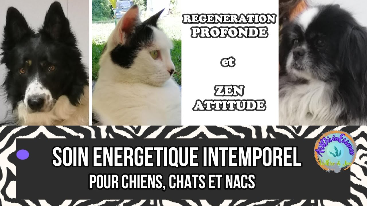 Chiens, Chats, NAC Soin Energétique de Régénération #méditation #soinsenergetiques #chien #animaux