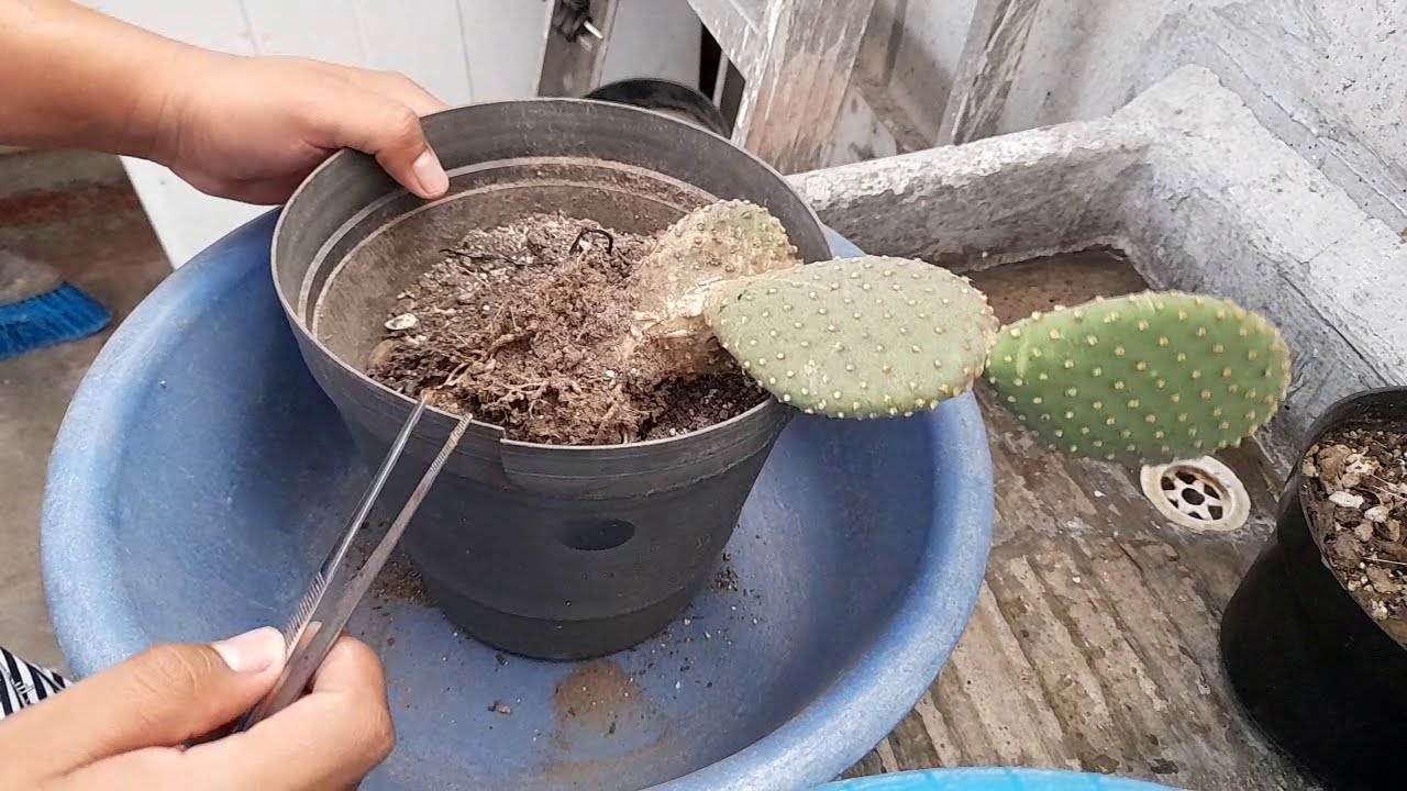 Así se PODA y TRASPLANTA un CACTUS Opuntia. | Reproducción de Opuntia mycrodasis