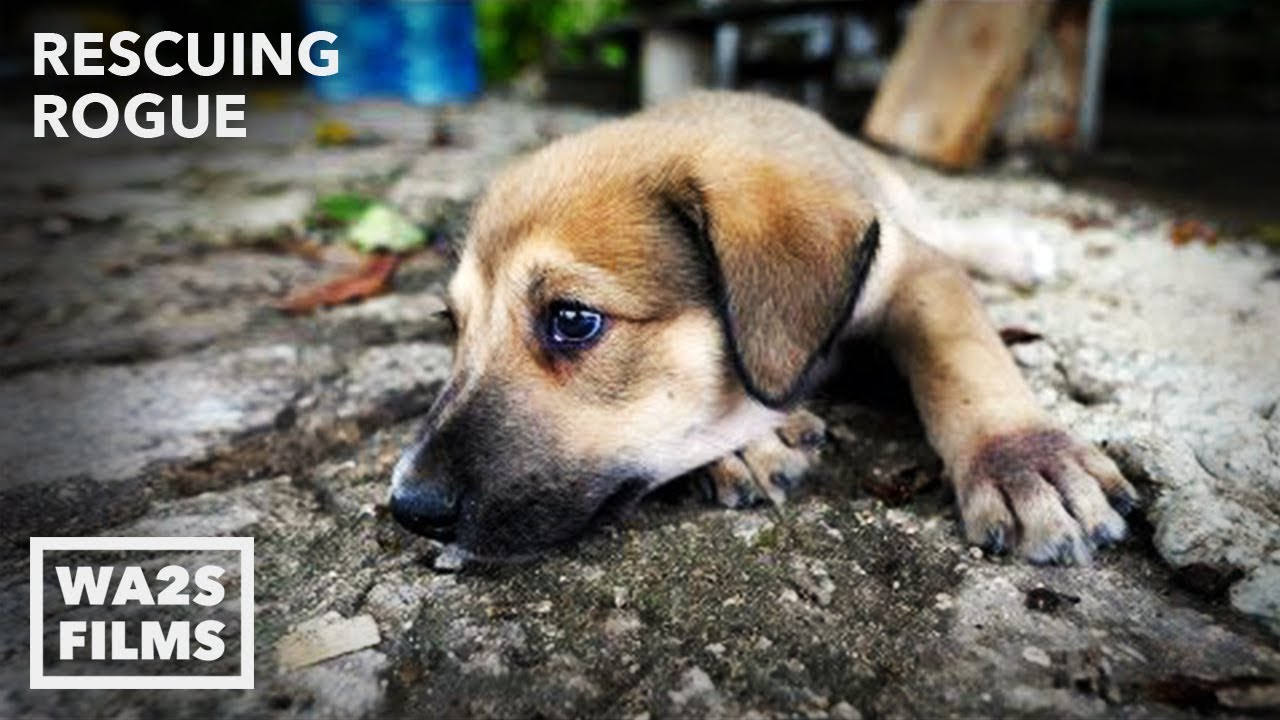Puppy Abandoned to Die in Empty Home Is Rescued! Rescuing Rogue - Hope For Dogs | My DoDo