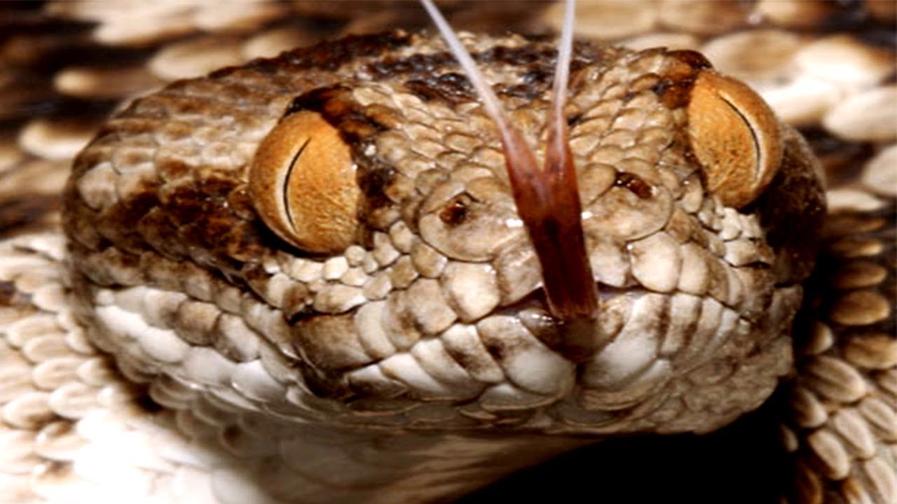Saw Scaled Viper Snake Sound & Venom Facts (Echis Carinatus)