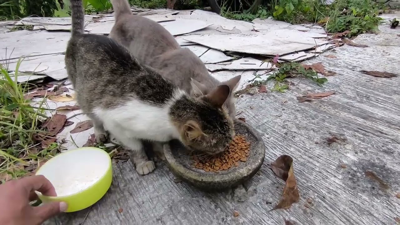 3 BOCIL DIAMBIL ORANG KASIHAN INDUKNYA 