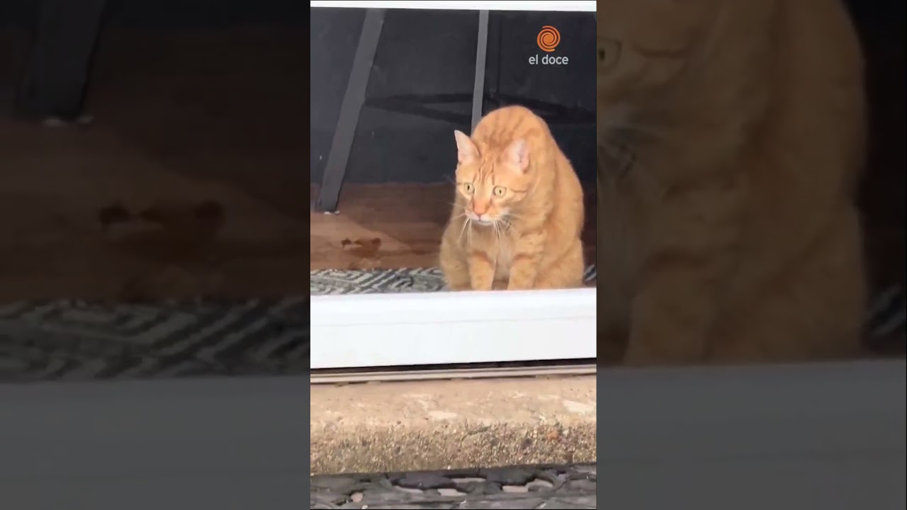 La reacci&oacute;n de gato al ver una TORTUGA por primera vez 😅