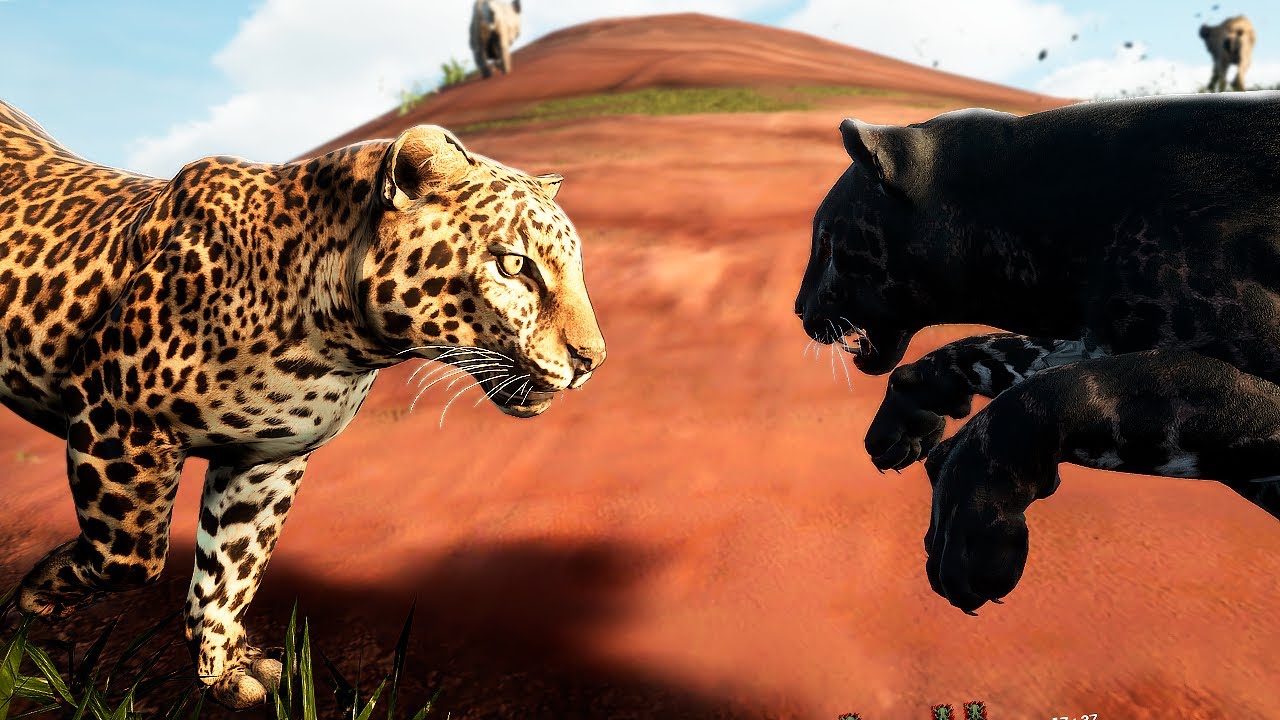 Leopardo Solitário, Invadi o Território Inimigo, Disputa na caçada a Hiena  - Animalia Survival 🦁