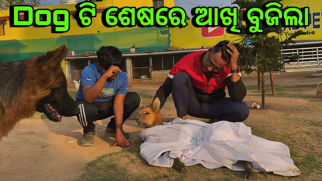 GERMAN SHEPHERD ଟି ଶେଷରେ ଆଖି ବୁଜିଲା 😭|| ଏତେ ଚେଷ୍ଟାକଲା ପରେ ବି ବଞ୍ଚିଲାନି ବିଚରା DOG କୁ 😭