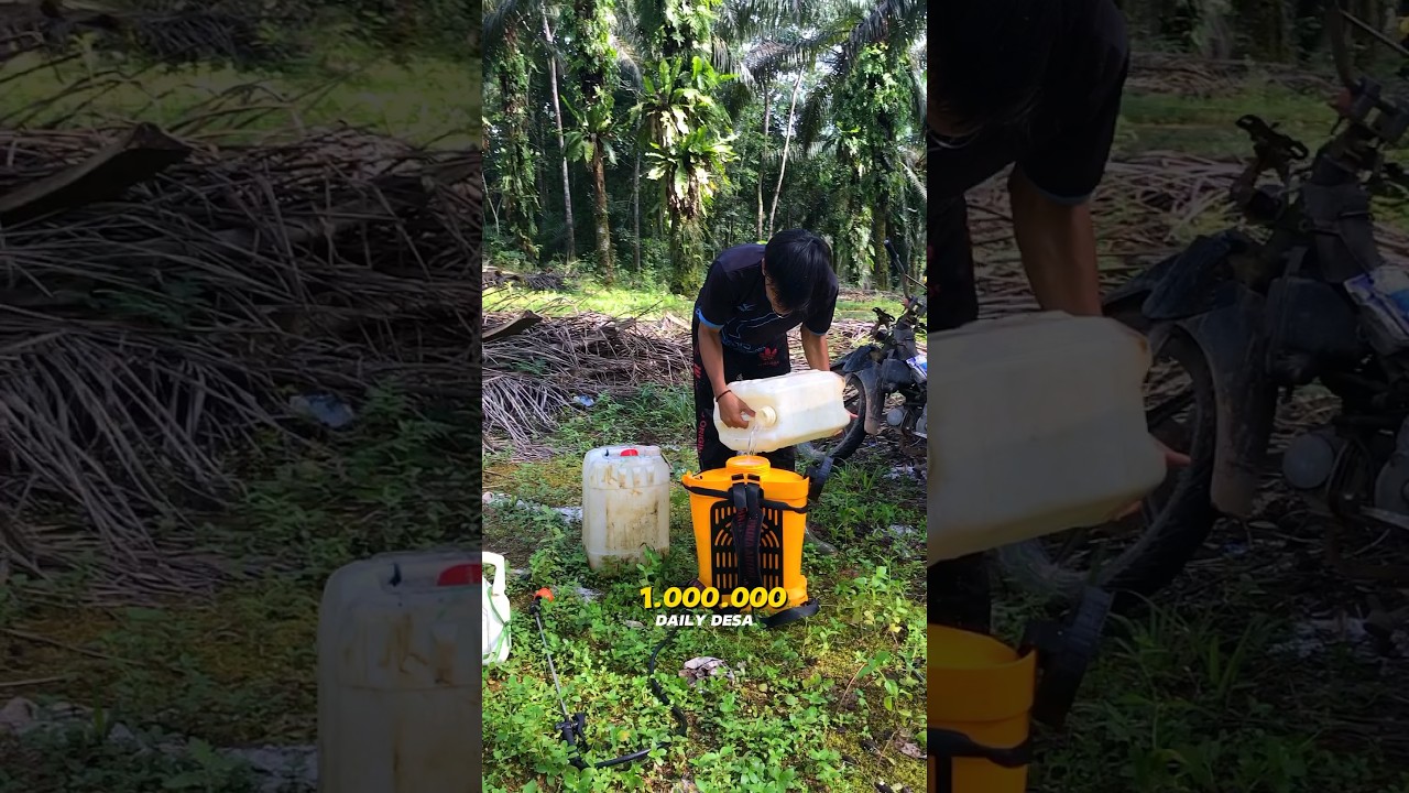 UPAH NYEMPROT DI KEBUN MILIK WARGA #petanisawit #petanimuda