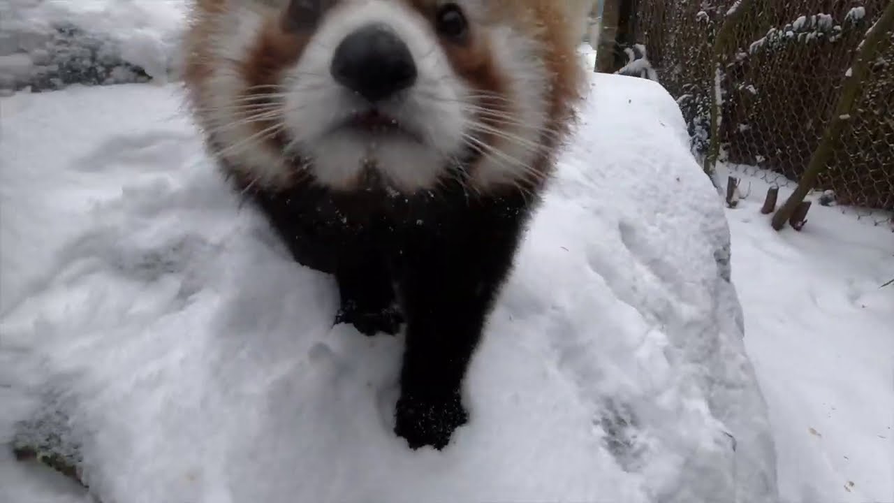 Snow Day At The Oregon Zoo