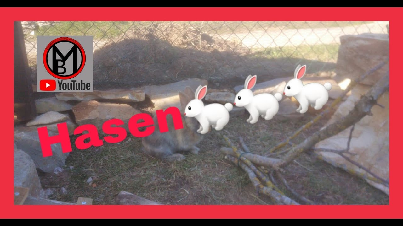 Wir Bauen einen Hasenstall