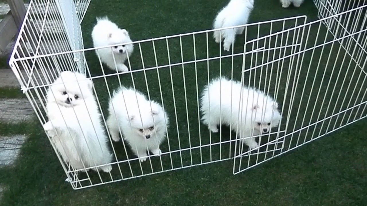 ホワイト　ポメラニアン　子犬　伊豆　フラッフィードッグ　℡0558-99-9280　 静岡県伊豆の国市