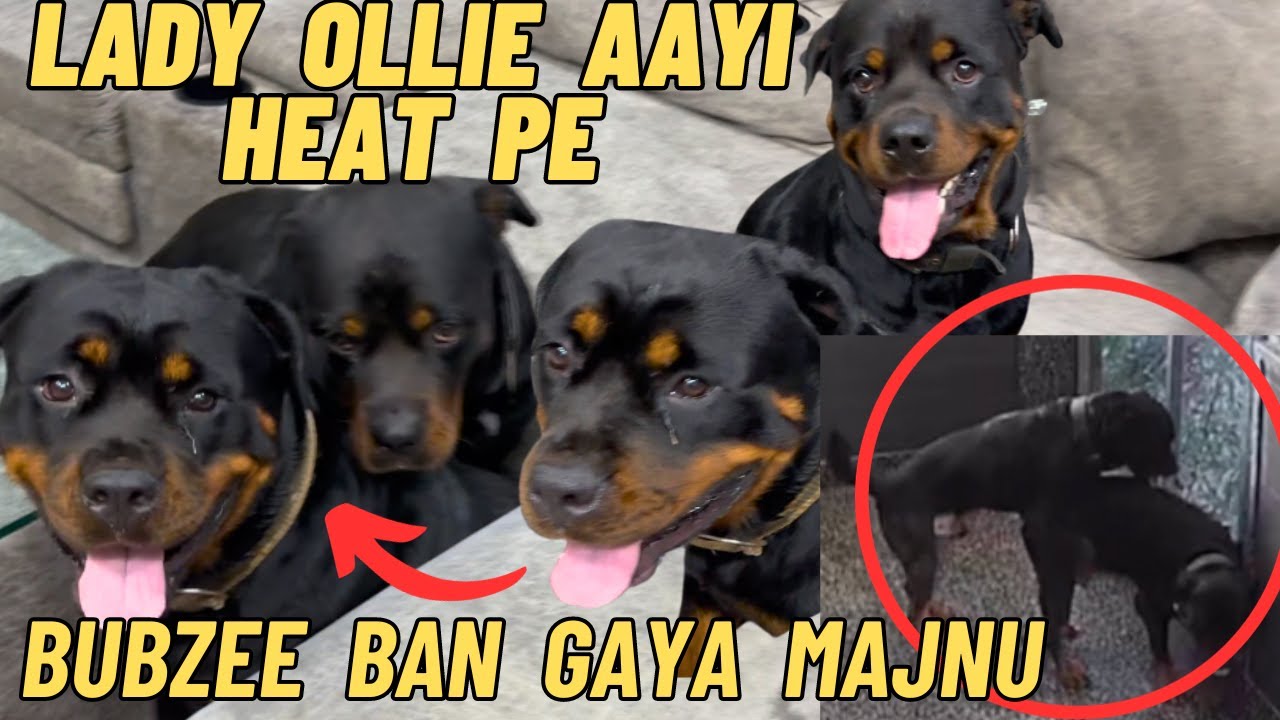 Rottweiler Bubzee And Ollie Ne Kari Mating: Bubzee Firse Bana Majnu | Lady Ollie Aayi Heat Pe
