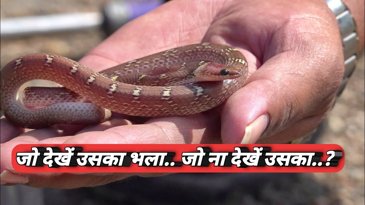 किसानों सावधान.. अब ये सांप बहुत ज्यादा निकलेंगे | Snake released into the forest from Ahmednagar