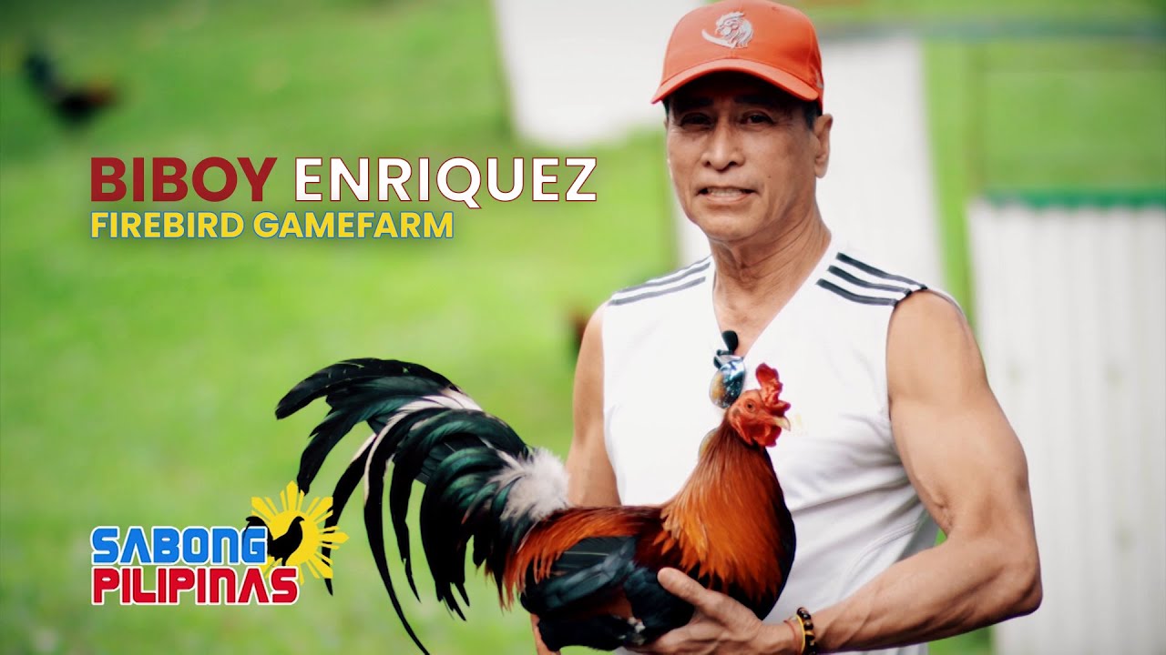 ANG PAGSISIMULA NI BIBOY ENRIQUEZ NG FIREBIRD GAMEFARM