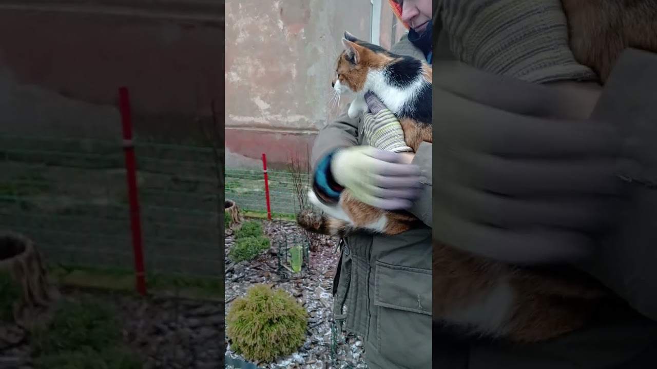 Харьковские коты. Мой любимый Тихий Дворик. 