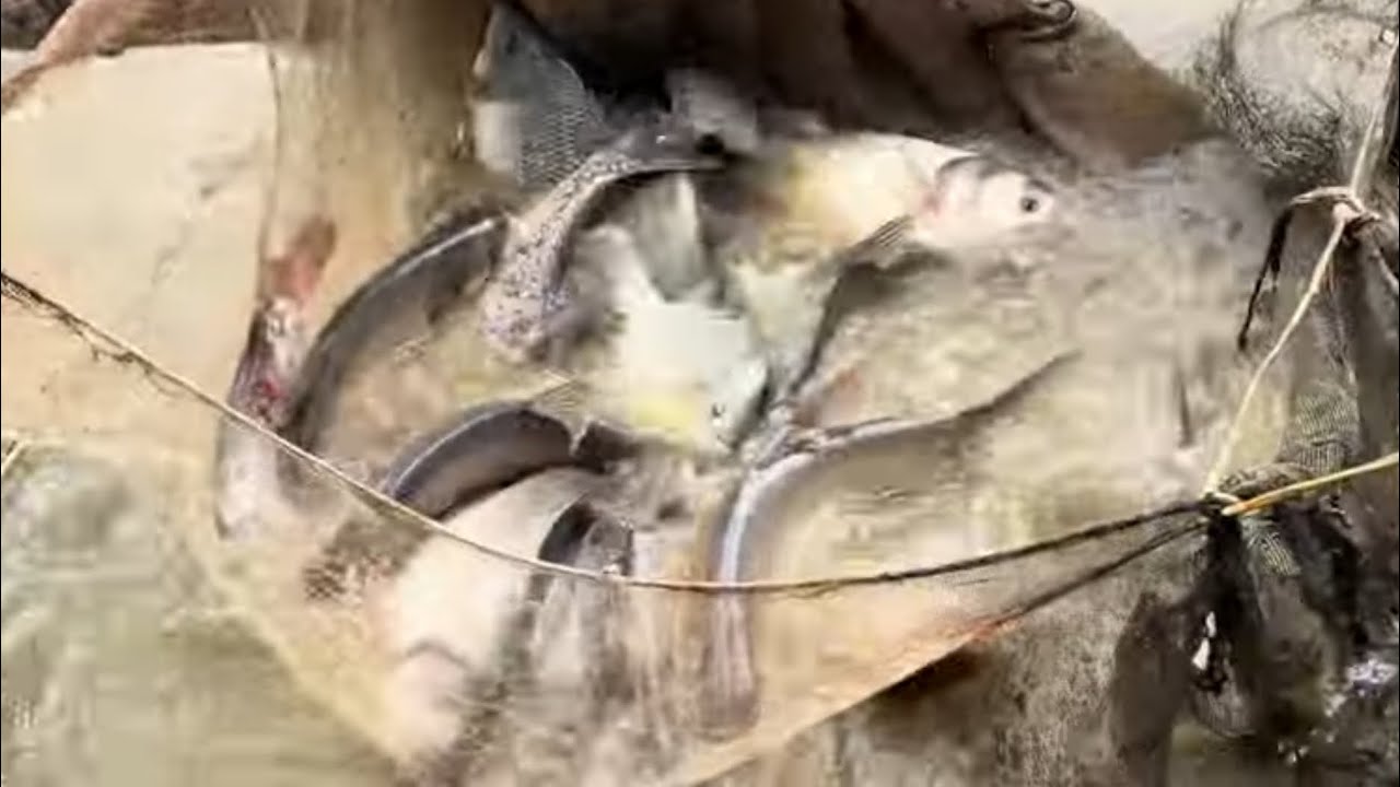 BẮT CÁ ở quê bao vui.Cá Siêu nhiều siêu to siêu sạch. Cho ko bán  !